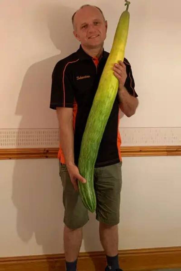 Фермер вырастил самый большой в мире лук: фото овоща-гиганта